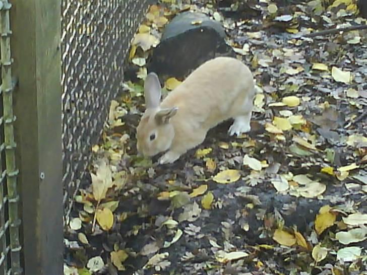 Kanin Nougat - 2008 billede 12