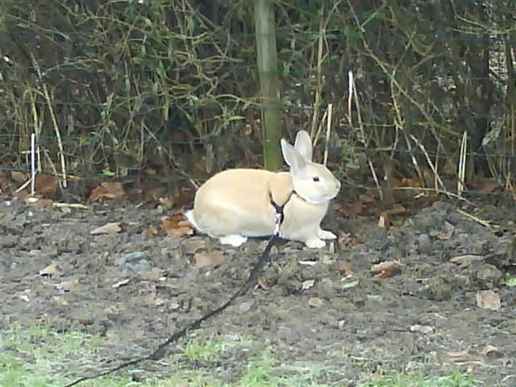 Kanin Nougat - Nougat ude at gå tur 2009 billede 13