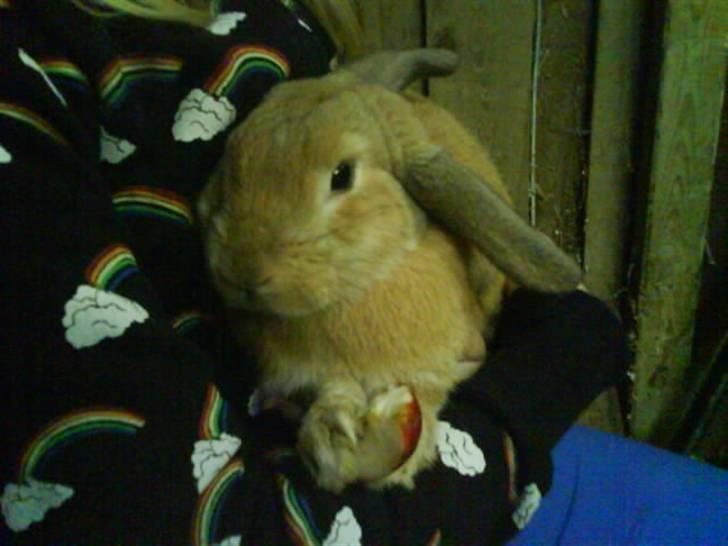 Kanin Nougat - efterår 2008 billede 14