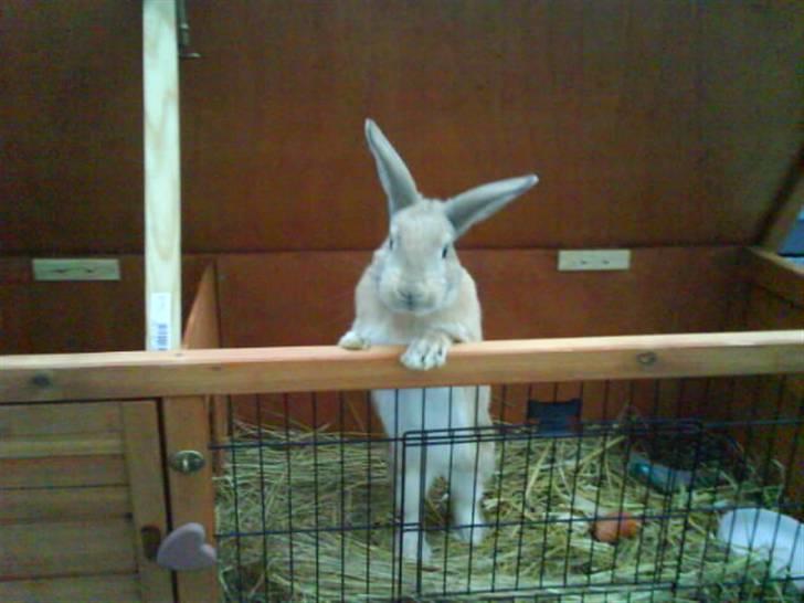 Kanin Nougat - Næsten lige da Nougat var kommet hjem :) billede 15