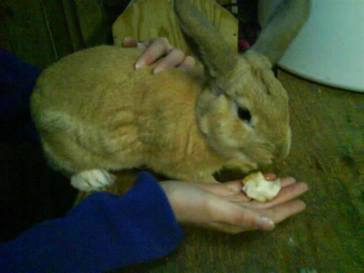 Kanin Nougat - Nougat ca 5 mdr gammel billede 16