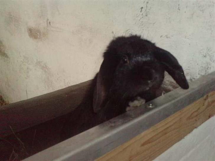 Kanin Stald Rith's Frederik - RIP billede 1