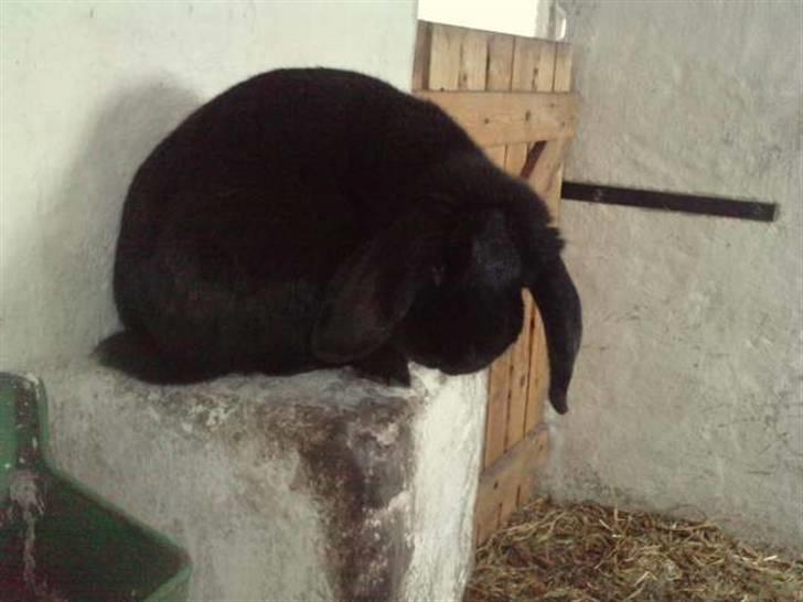 Kanin Stald Rith's Frederik - RIP billede 2