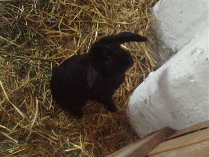 Kanin Stald Rith's Frederik - RIP billede 3
