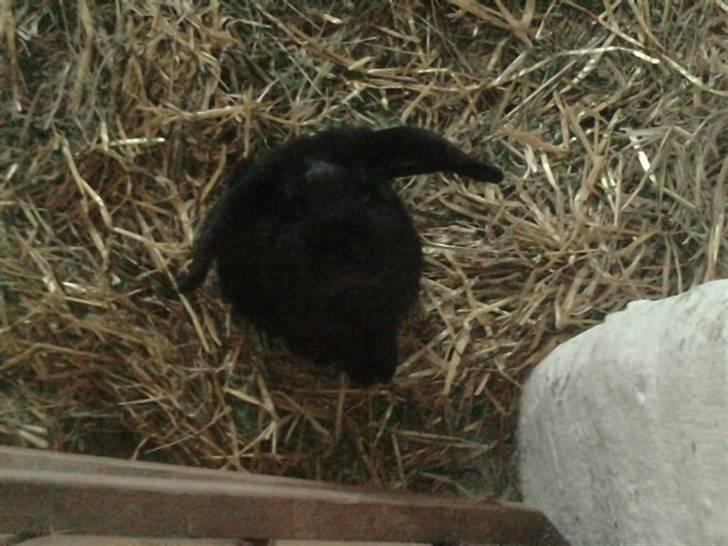 Kanin Stald Rith's Frederik - RIP billede 5