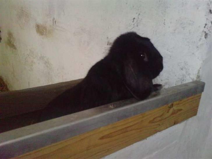 Kanin Stald Rith's Frederik - RIP billede 6