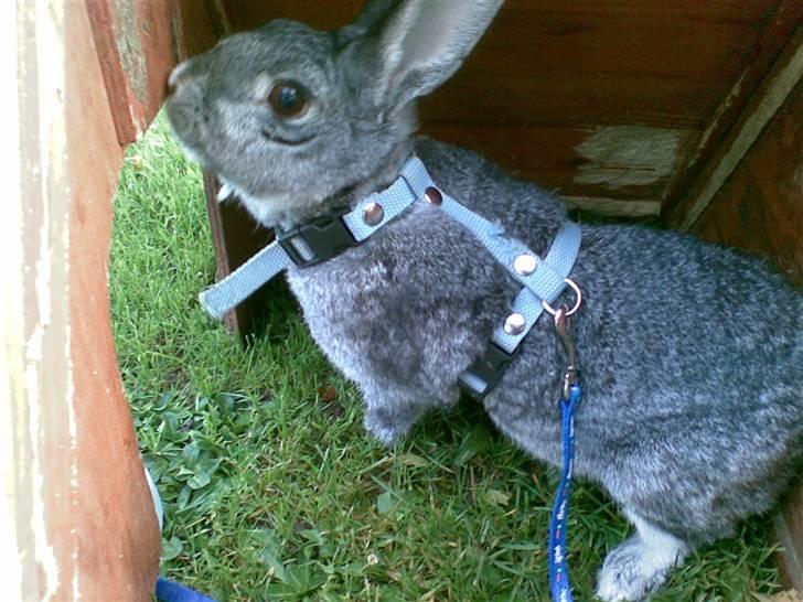 Kanin l silvi silversen hansen l .R.I.P. l billede 15