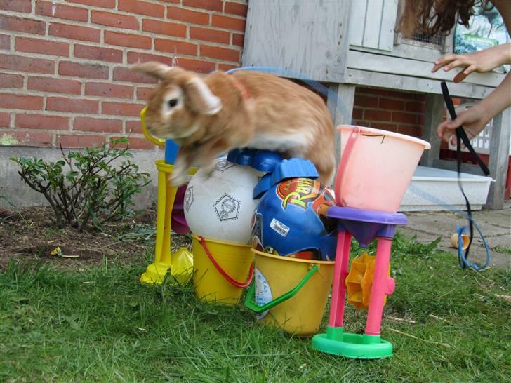 Kanin † Hidalgo † - Nu far <3  billede 7