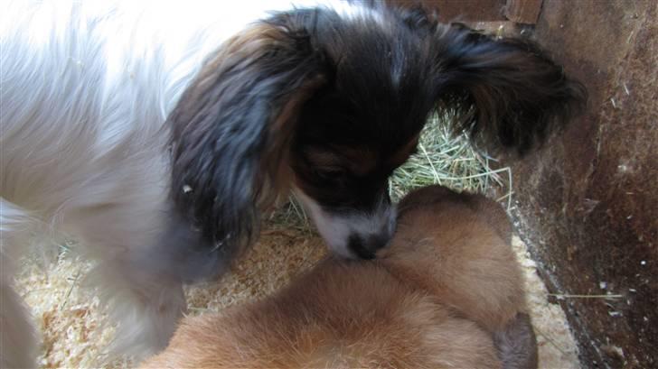 Kanin † Hidalgo † - Nu far <3  - Min lille hunde ven Chico:) Hihi han vasker mit øre:) billede 2