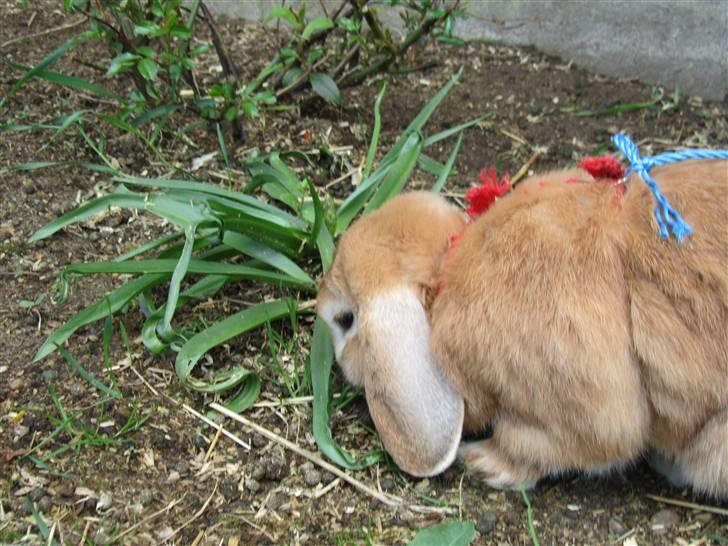 Kanin † Hidalgo † - Nu far <3  billede 3