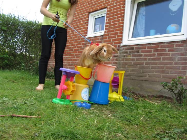 Kanin † Hidalgo † - Nu far <3  billede 4