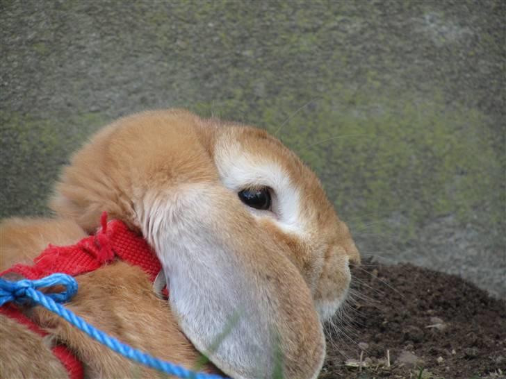 Kanin † Hidalgo † - Nu far <3  - Smukke mig:) billede 6