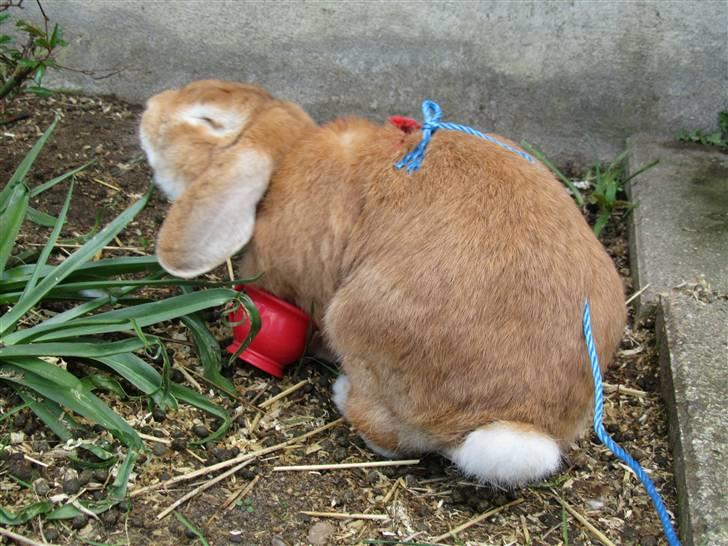 Kanin † Hidalgo † - Nu far <3  billede 5