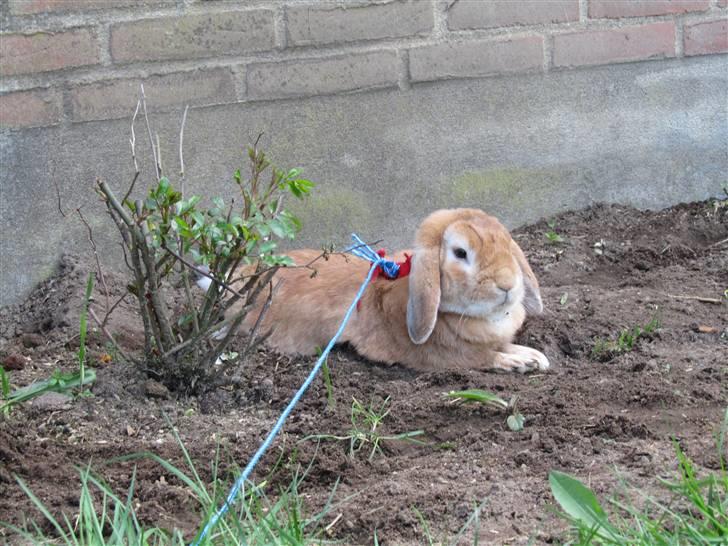 Kanin † Hidalgo † - Nu far <3  billede 9