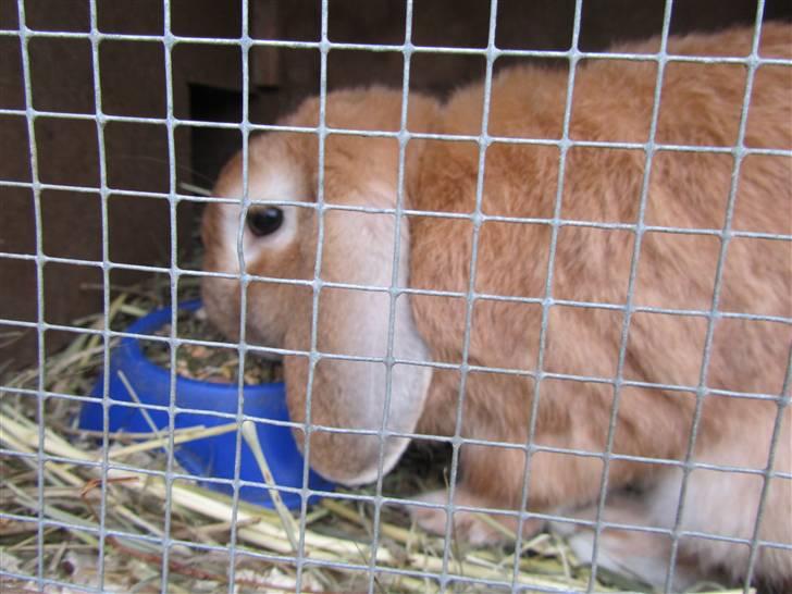 Kanin † Hidalgo † - Nu far <3  - Mmmmhh numme numme dejligt mad:) billede 10