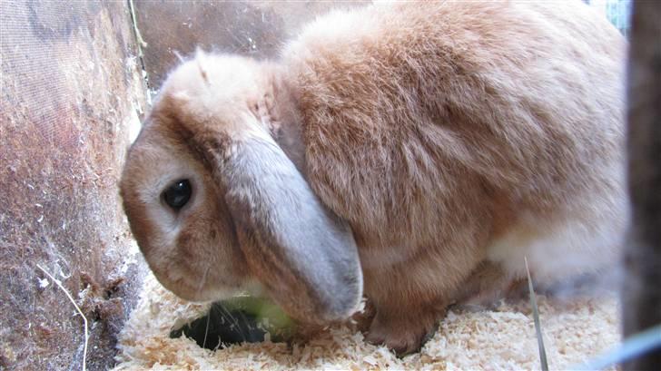 Kanin † Hidalgo † - Nu far <3  billede 12