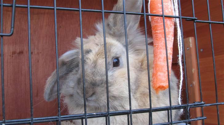 Kanin Pjuske - Velkommen til:) Jeg hedder Pjuske vil i kigge mine billeder igennen og måske udfordre mig??:) billede 1