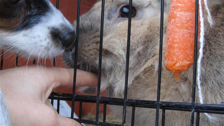 Kanin Pjuske - Der uddeles kys til alle:) billede 2