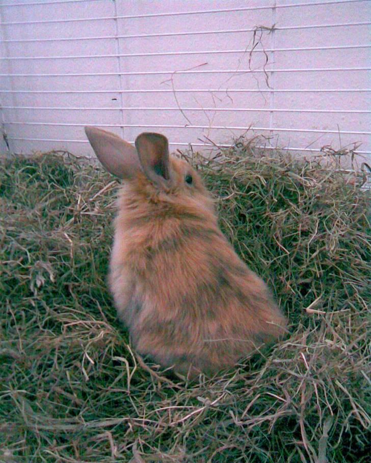 Kanin Pjuske - Mig som lille da de lige havde fået mig:) Den gang stod jeg inde men jeg var bare en sur og gnaven kanin den gang så de satte mig ud i stedet og nu er jeg blevet langt sødere for det bare så dejligt at stå ude:D billede 3