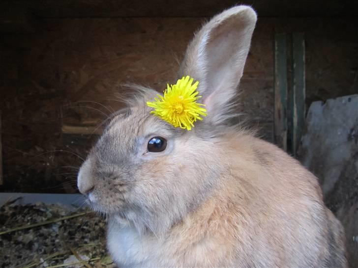 Kanin Pjuske - Smukke mig med mælkebøtte i håret:) billede 4