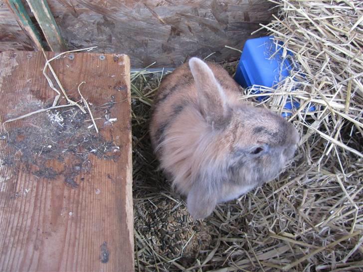 Kanin Pjuske - Uhh altså det er dejligt med alt det hø:D billede 5