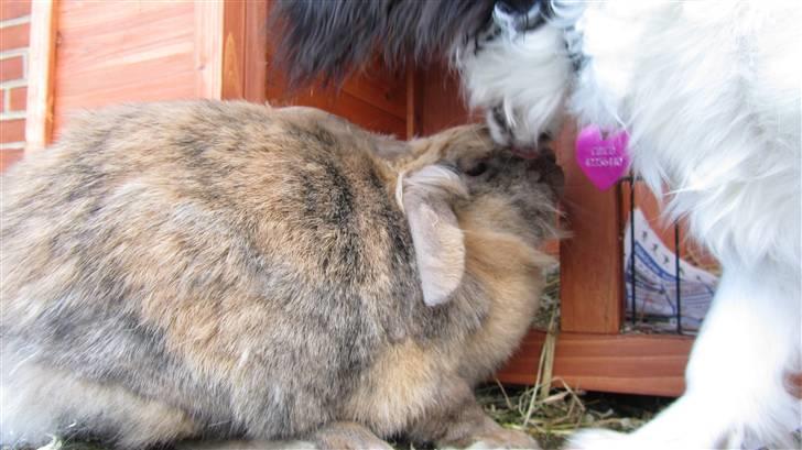 Kanin Pjuske - Han er nu altså sød ham Chico:) billede 6