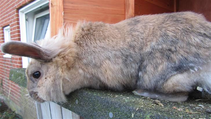 Kanin Pjuske - Uhh der er langt ned!! billede 7