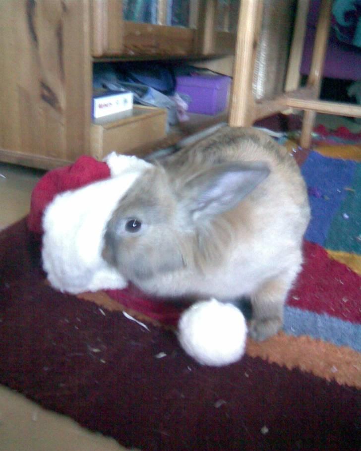 Kanin Pjuske - Hvad er det nu også for en mærkelig ide skal jeg nu også gå med huge?? Også slæber de et træ med ind i stuen. Helt normale er de da vist ikke. billede 8