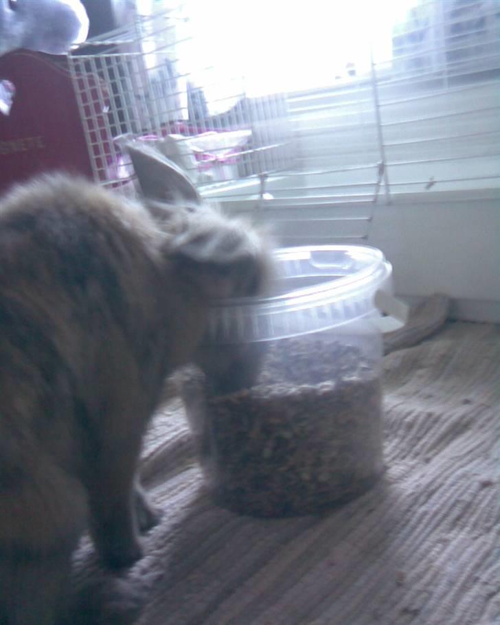 Kanin Pjuske - Ssshh i må ikke sige til nogen at jeg stjæler foder fra bøtten:) billede 9