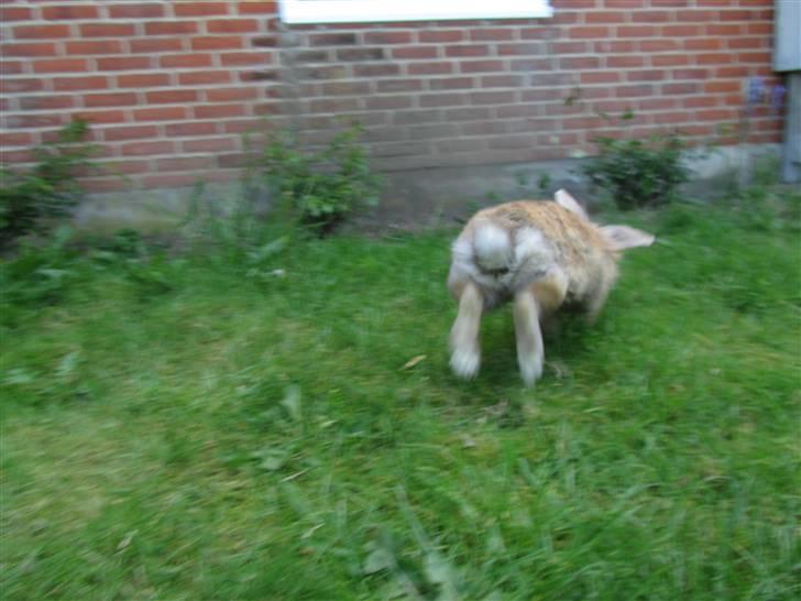 Kanin Pjuske - Fri u haven uden snor og uden hegn hun må godt nok stole meget på mig:) billede 10