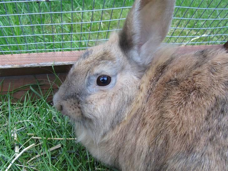 Kanin Pjuske - Jep så slutter vi af inde i græsningsburet:) Ligger i ikke en bedømmelse og en kommentar??:) billede 11