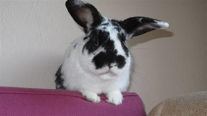 Kanin † Pixi † - Givet væk <3 - Velkommen til:) Jeg hedder Pixi:) i må godt udfordre hvis i har løst:D billede 1