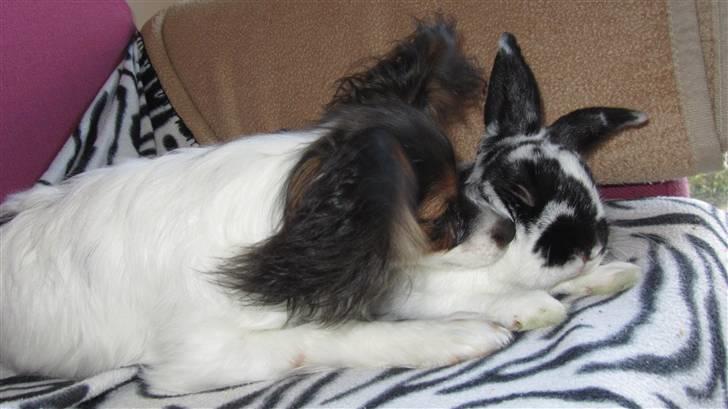 Kanin † Pixi † - Givet væk <3 - Min lille hunde ven Chico:) Til tider meget iriterende men jo han er da meget sød når han gidet at nusse mig på ryggen:) billede 2