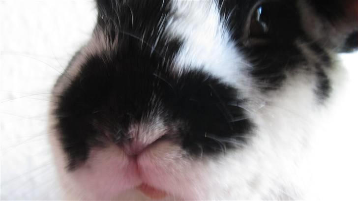 Kanin † Pixi † - Givet væk <3 - Smukke mig:)  billede 3