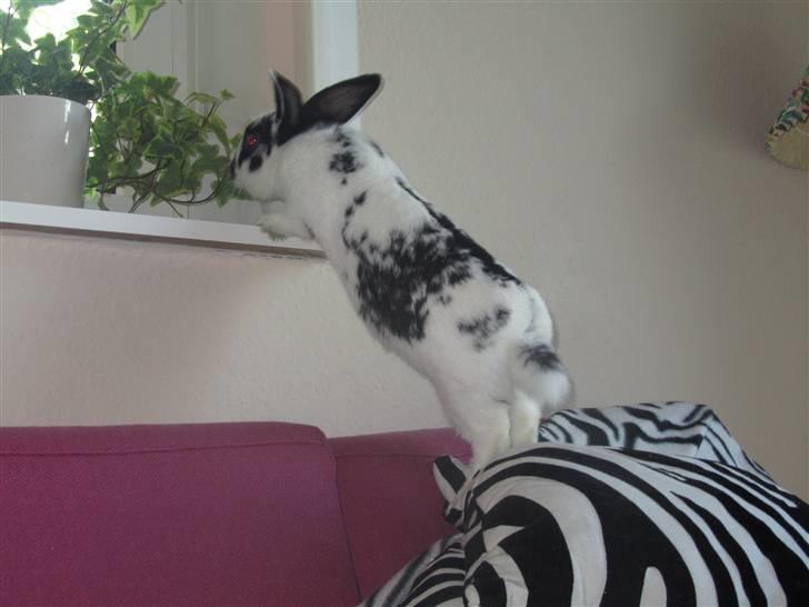 Kanin † Pixi † - Givet væk <3 - Kan de mon spises??:) billede 4