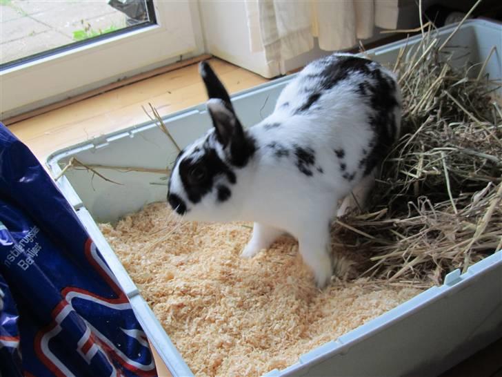 Kanin † Pixi † - Givet væk <3 - Dekligt med et rent bur:) billede 5