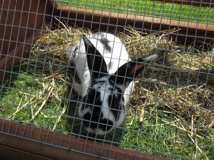 Kanin † Pixi † - Givet væk <3 - Ude i græsningsburet:) Her stod jeg ude hele sommeren 2010:)  billede 6