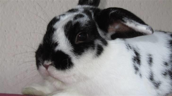 Kanin † Pixi † - Givet væk <3 - Er alligevel pæn med en hvis bagrund:) billede 7