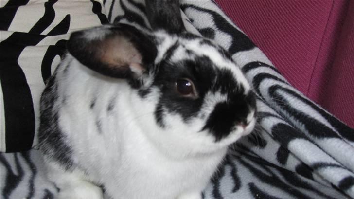 Kanin † Pixi † - Givet væk <3 - Tak for kigget:) Ligger i ikke en bedømmelse og en kommentar??:) billede 8