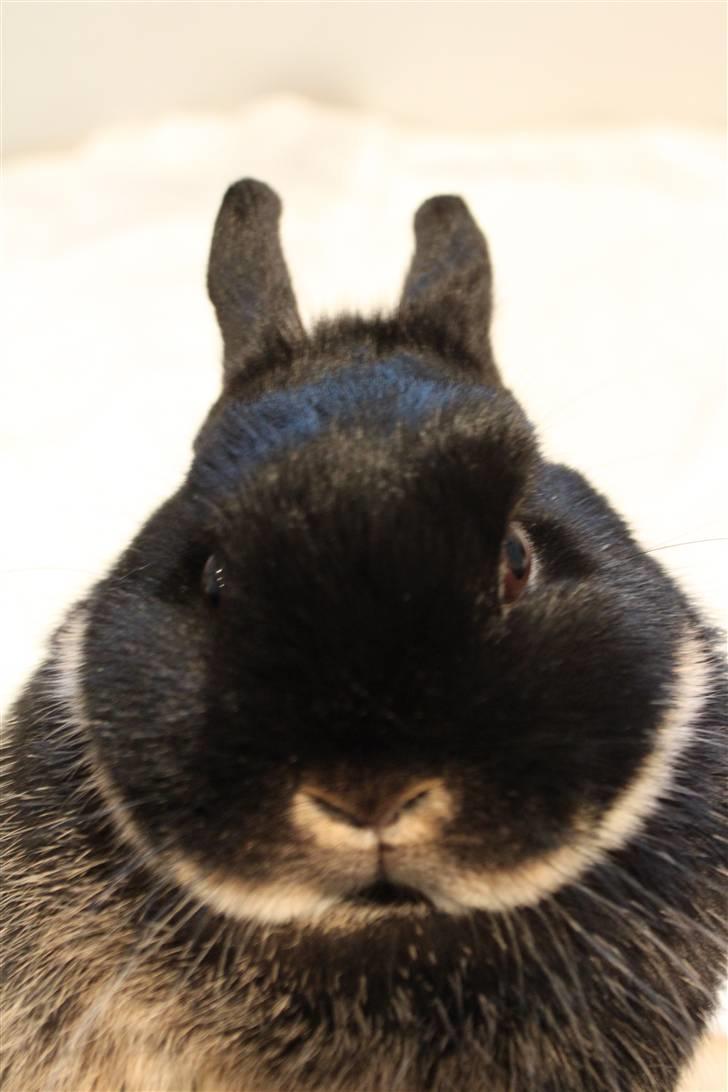 Kanin Mini Hummer *SOLGT* billede 1