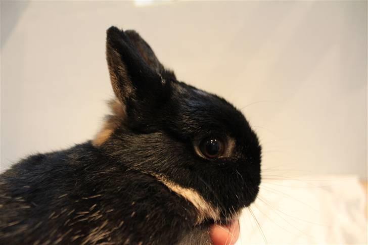 Kanin Mini Hummer *SOLGT* billede 2