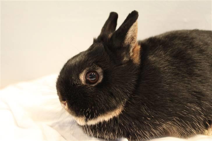 Kanin Mini Hummer *SOLGT* billede 3