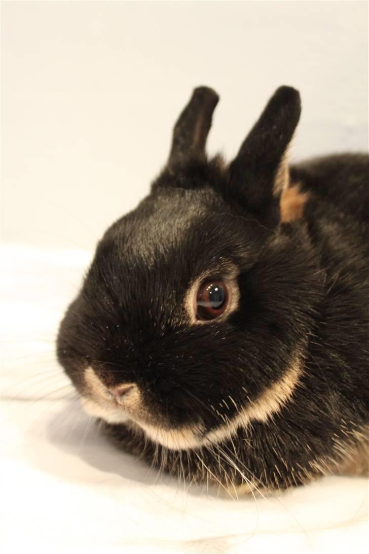 Kanin Mini Hummer *SOLGT* billede 4