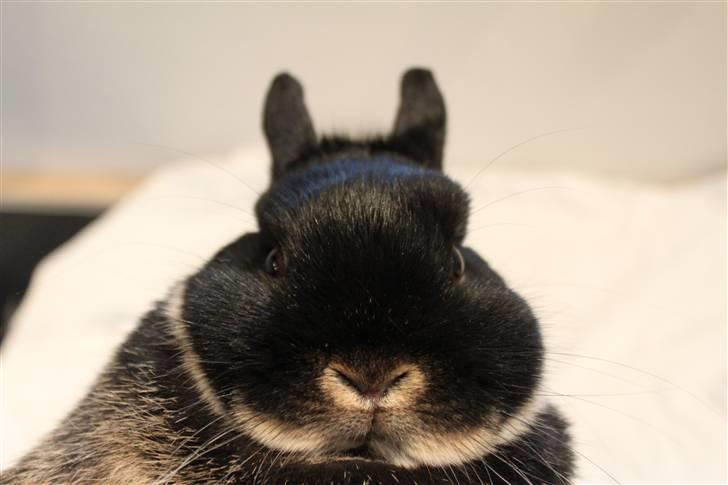 Kanin Mini Hummer *SOLGT* billede 5