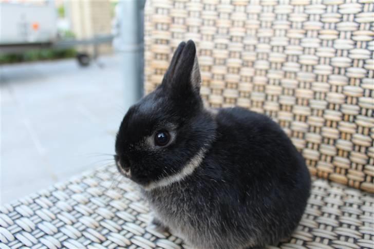 Kanin Mini Hummer *SOLGT* - Født den 1. april 2010. Billedet her er taget primo juni. billede 6