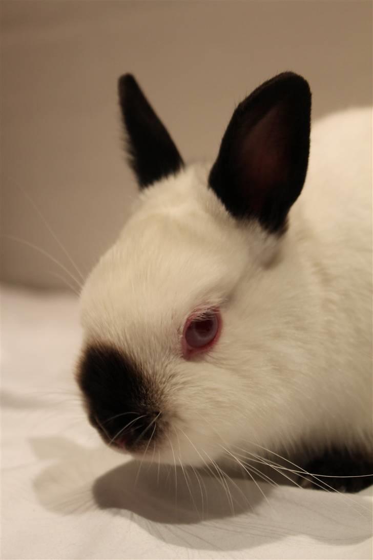 Kanin White Russian "Hermelin" billede 1