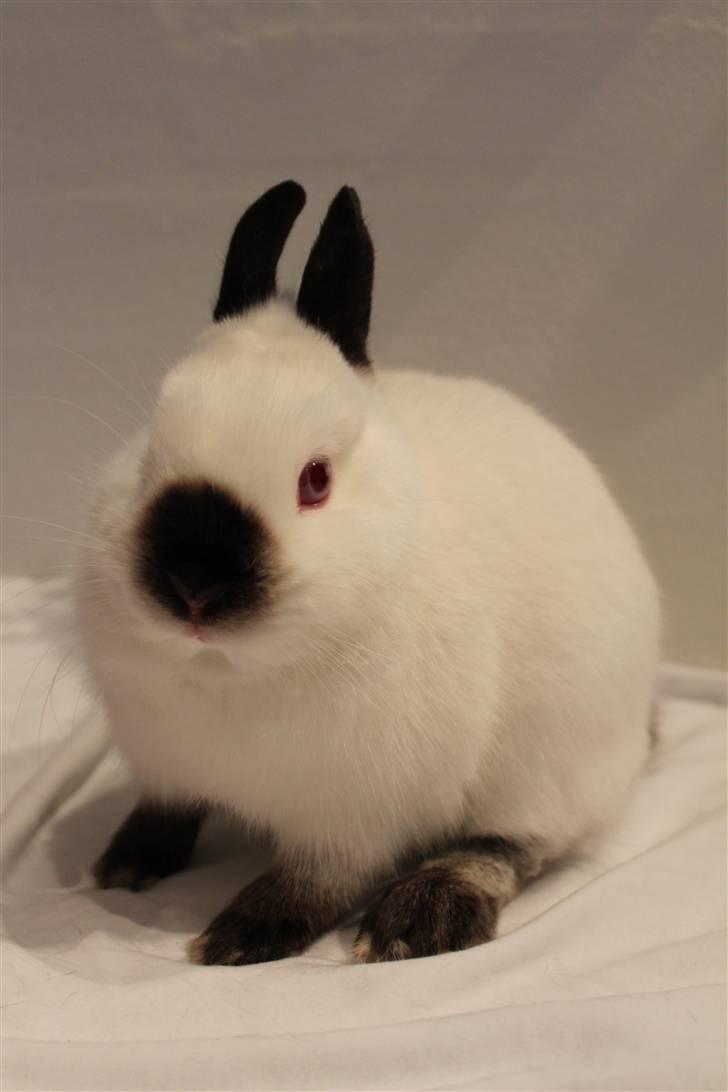 Kanin White Russian "Hermelin" billede 2