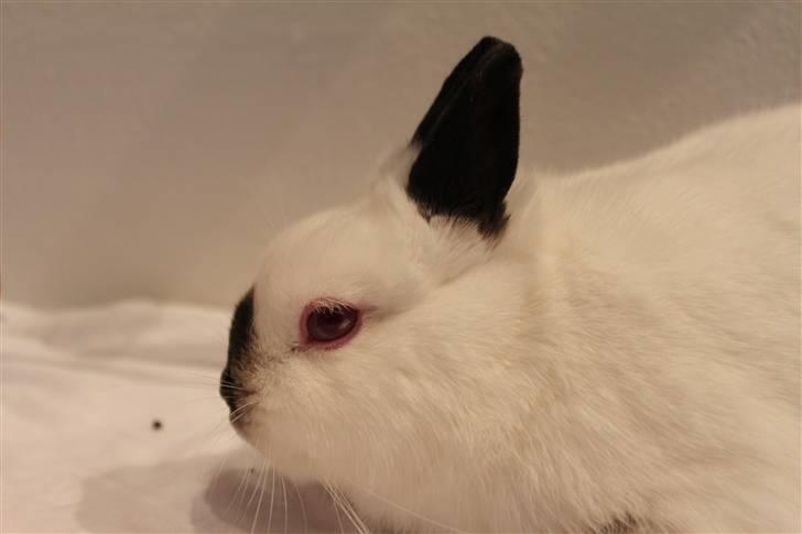 Kanin White Russian "Hermelin" billede 3