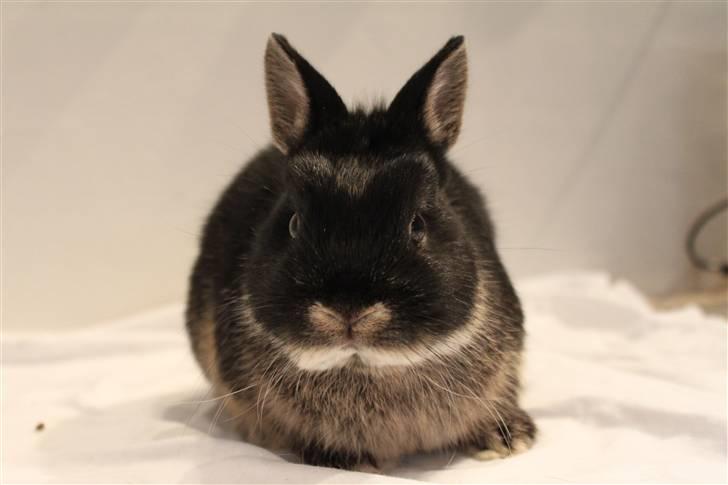 Kanin Rover "Hermelin" billede 1