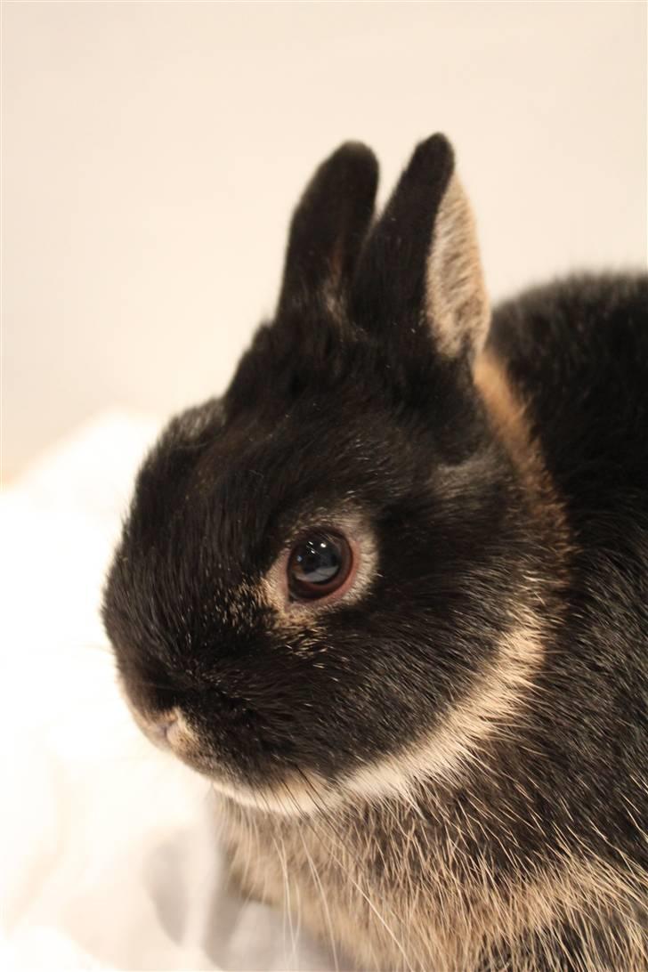 Kanin Rover "Hermelin" billede 2